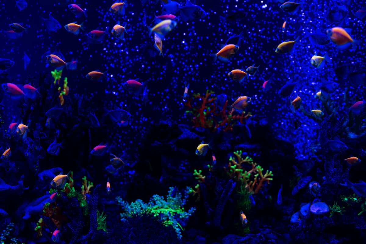 Activities Images