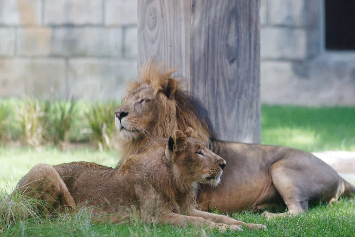 Emirates Park Zoo Abu Dhabi: Skip The Line