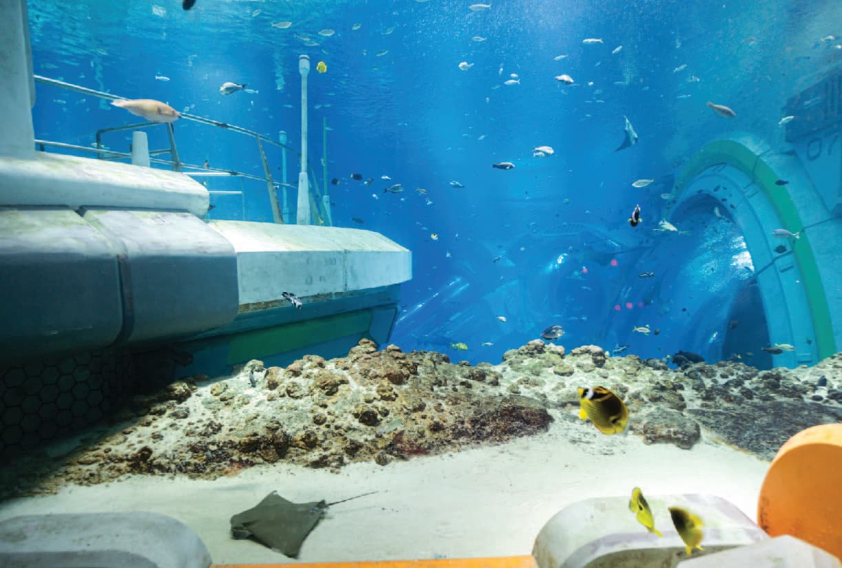 SeaWorld Abu Dhabi Pro Tips